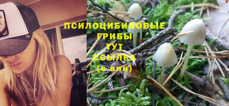 Галлюциногенные грибы Cubensis  omg зеркало  Череповец  где можно купить  